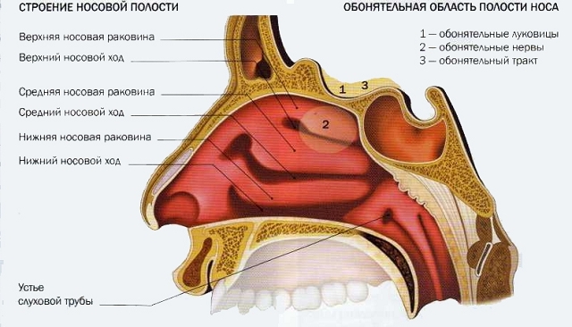 Клиническая анатомия носа. Кровоснабжение полости носа