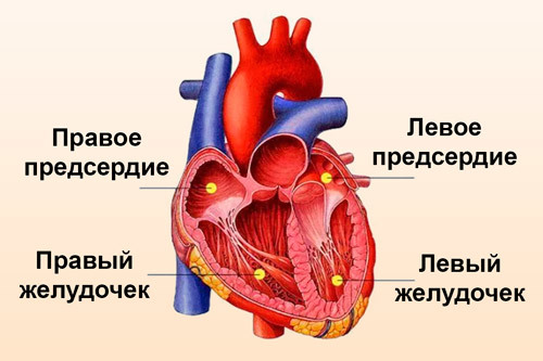 Изменение миокарда левого желудочка: что это такое, диффузный и неспецифический вид