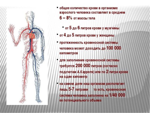 Сколько литров крови в организме человека взрослого