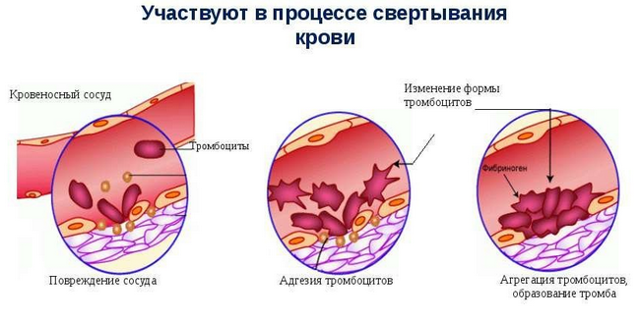 Почему в крови мало тромбоцитов: причины снижения и что с этим делать