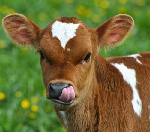 Актовегин – инструкция по применению (уколы, таблетки, мазь, гель, крем). Для чего назначают Актовегин?