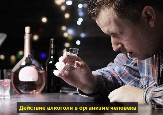 Сколько держится алкоголь в организме. Время выхода алкоголя из организма