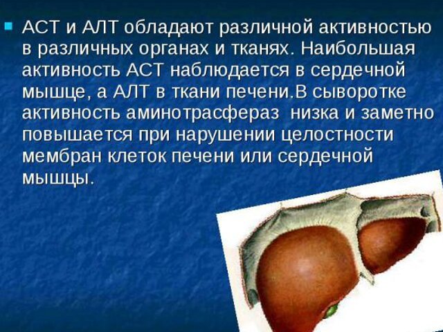 АСТ в крови – какова норма, причины повышения, что означает анализ крови АСТ?