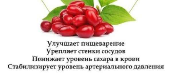 Кизил от геморроя: лечение и полезные свойства