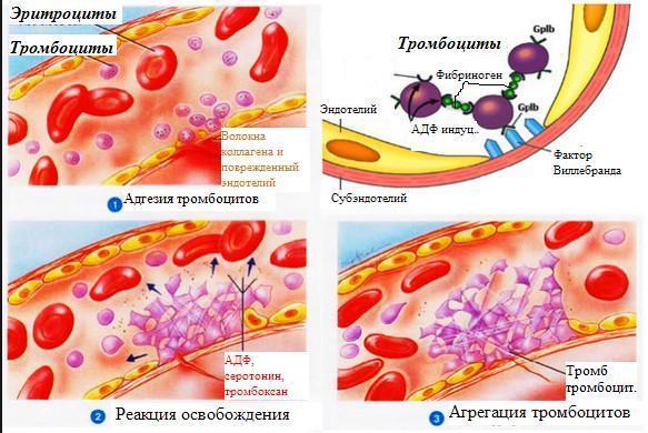 Тромбоцитарно-сосудистый гемостаз