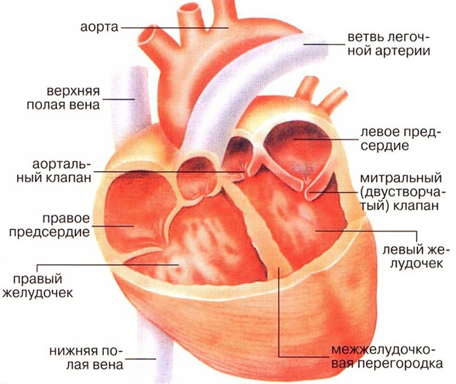 Ревматизм сердца симптомы и лечение — Сердце