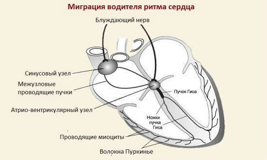 Миграция водителя ритма по предсердиям: что это такое, симптомы и лечение