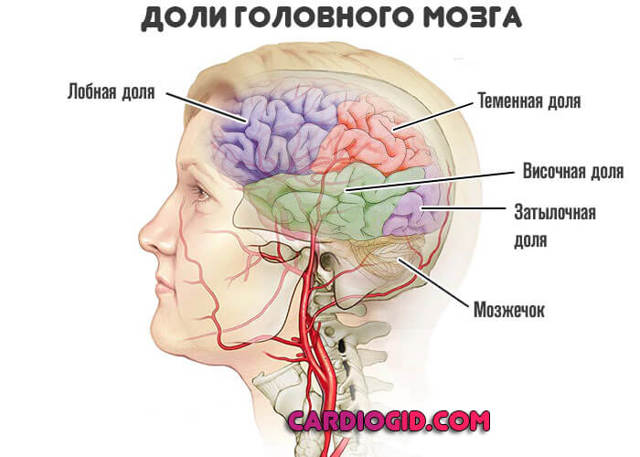 Атеросклероз сосудов головного мозга - лечение, симптомы