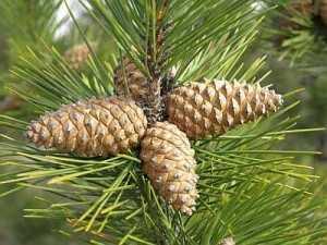 Как избавиться от гипертонии навсегда