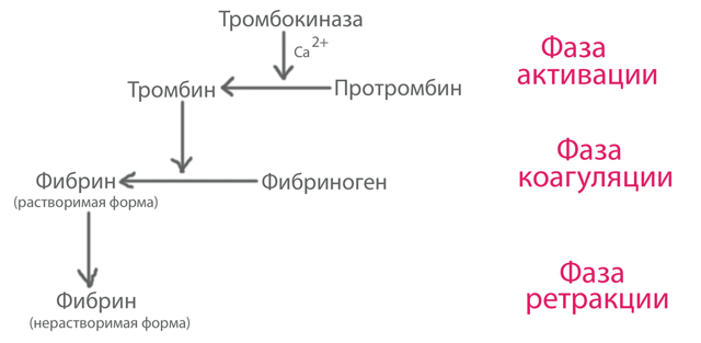 Коагулограмма - обязательный анализ при беременности, перед операцией