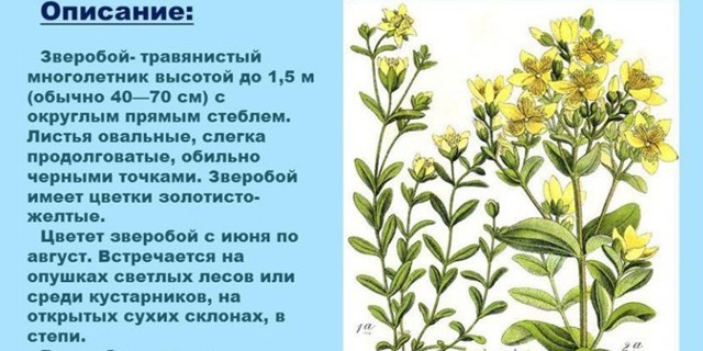 От чего помогает зверобой?