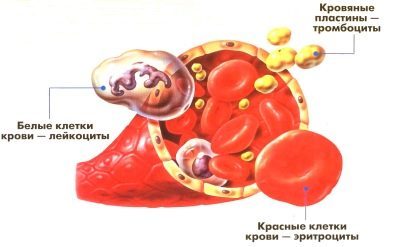 Тромбоциты при беременности: возможные проблемы. Что делать, если повышены тромбоциты при беременности