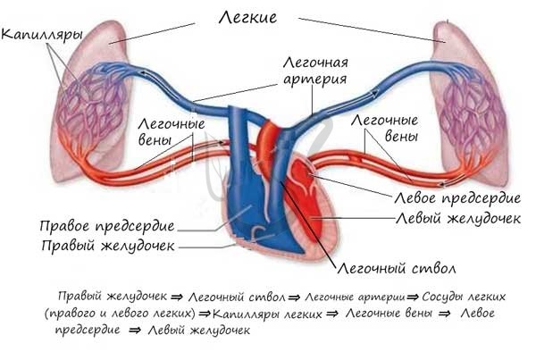 Где артериальная кровь становится венозной. Артериальная и венозная кровь, кровеносная система, круги кровообращения