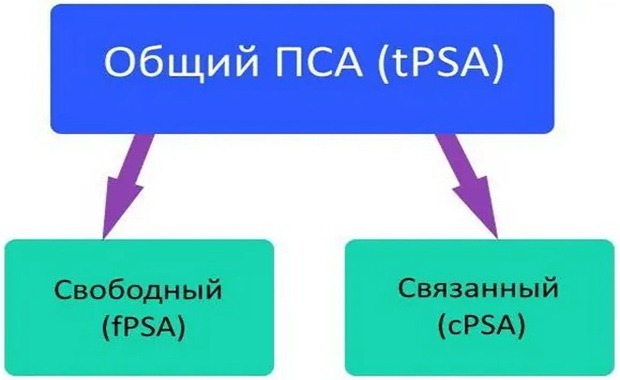 Повышен ПСА общий: что это значит