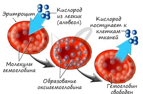 Иммунитет - материалы для подготовки к ЕГЭ по Биологии