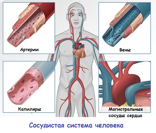 Травы разжижающие кровь и укрепляющие стенки сосудов