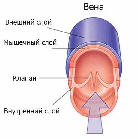 Венозная система человека: схема, анатомия и функции