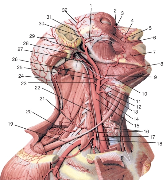 Внутренняя сонная артерия