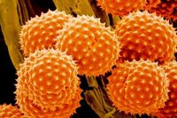 Функции и значение эозинофилов