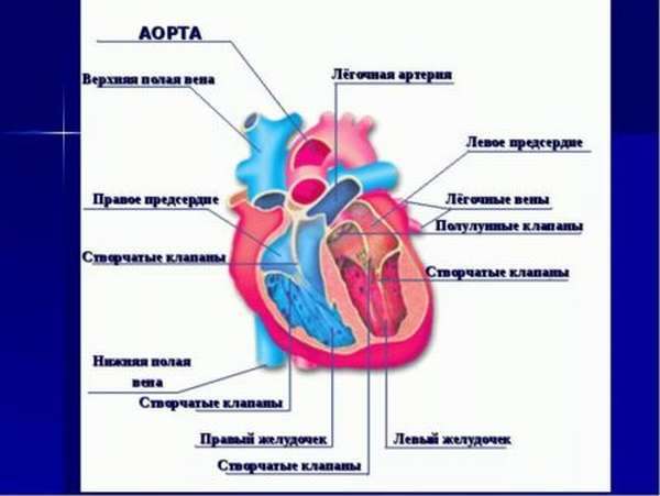 Расширение восходящего отдела аорты сердца