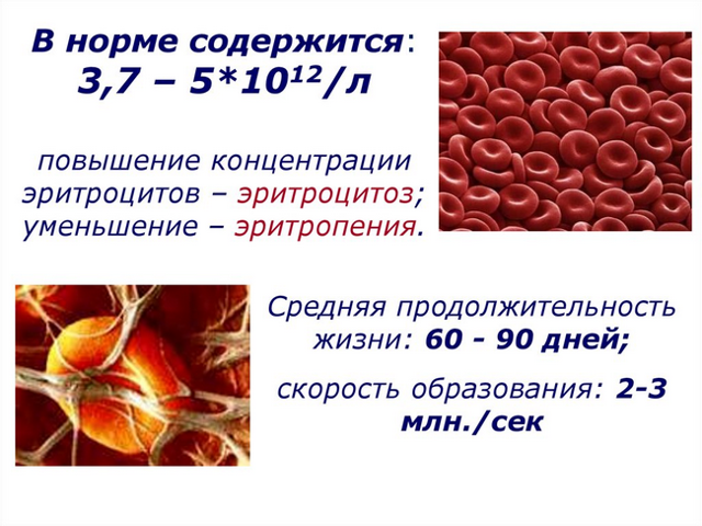Показатели эритроцитов в крови. Норма, что значит повышенный и пониженный уровень эритроцитов