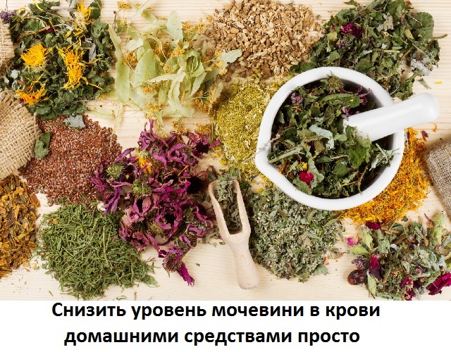 Как снизить мочевину в крови народными средствами: о чем нужно знать?