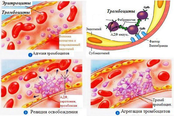 Повышены тромбоциты в крови - что это, как лечить, чем опасно