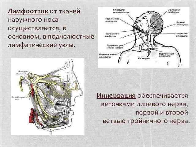 Клиническая анатомия носа. Кровоснабжение полости носа