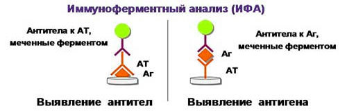 ИФА - иммуноферментный анализ крови: расшифровка