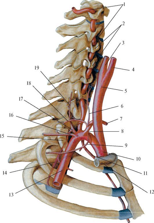 Внутренняя сонная артерия