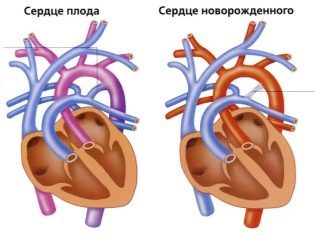 Когда начинает биться сердце у плода
