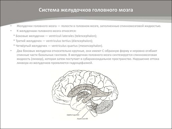 Асимметрия боковых желудочков мозга у детей и взрослых