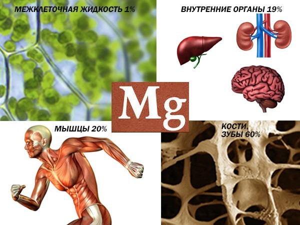 Узнай свою норму магния в крови