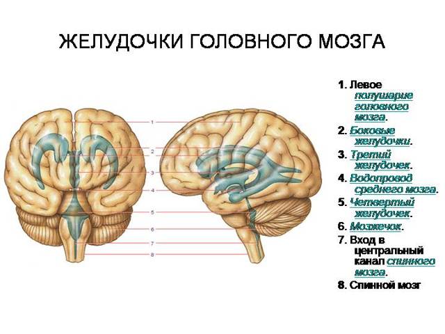 Могут ли желудочки головного мозга уменьшится сами. Расширение боковых желудочков головного мозга