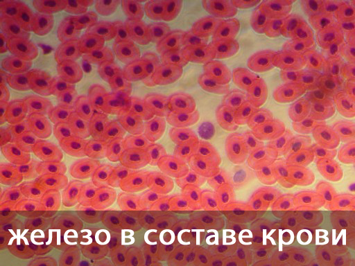 Какая должна быть норма железа в крови для правильной работы организма?