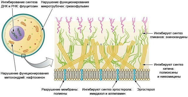 Свечи клотримазол (таблетки вагинальные): инструкция по применению для женщин при молочнице, цена, отзывы, аналоги и заменители, можно ли при беременности?