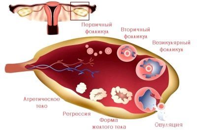 Через 14 дней месячные – Месячные через 14 дней после предыдущих: основные причины – Всё о детях – беременность, воспитание, уроки для детей