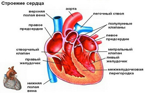 Анальгин при сердечной недостаточности -