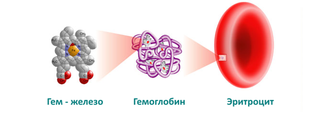 Повышенный гемоглобин в крови - что это значит? Показатели гемоглобина по возрасту