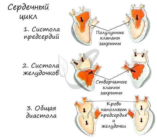 Из левого желудочка вытекает кровь | Наше сердце