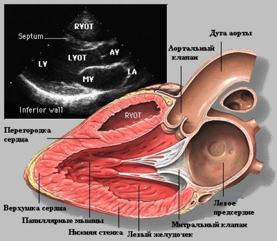 Эхокардиография: расшифровка результатов, нормы