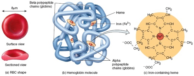 Какая должна быть норма железа в крови для правильной работы организма?