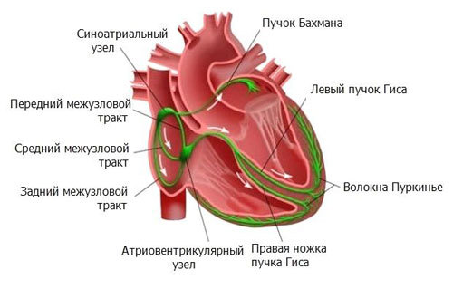 Чем опасна блокада ножек пучка гиса и как ее лечить