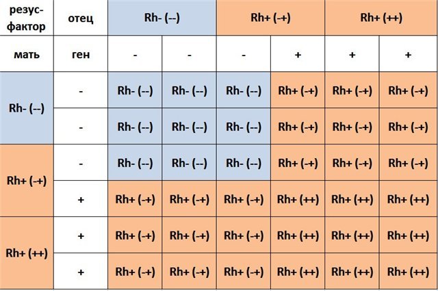 Группа крови 2-ая положительная: совместимость, питание