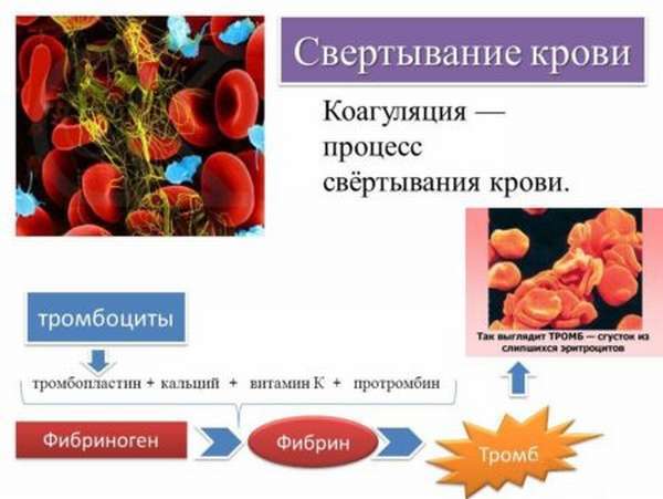 Свертывание крови. Схема свертывания крови