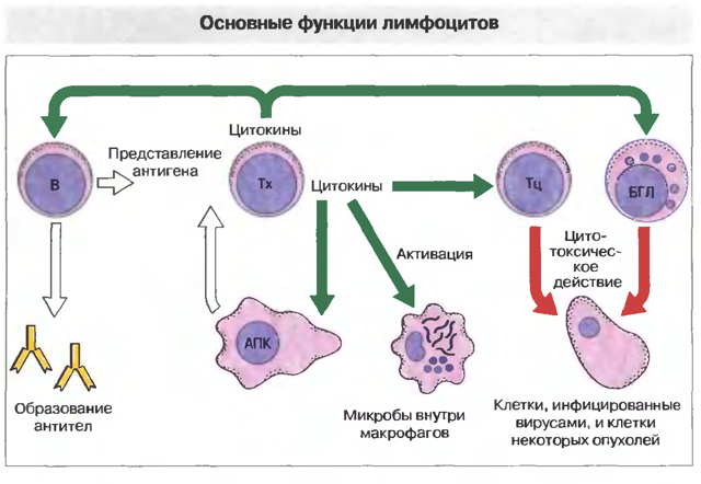Лимфоциты в крови повышены: основные причины у женщин