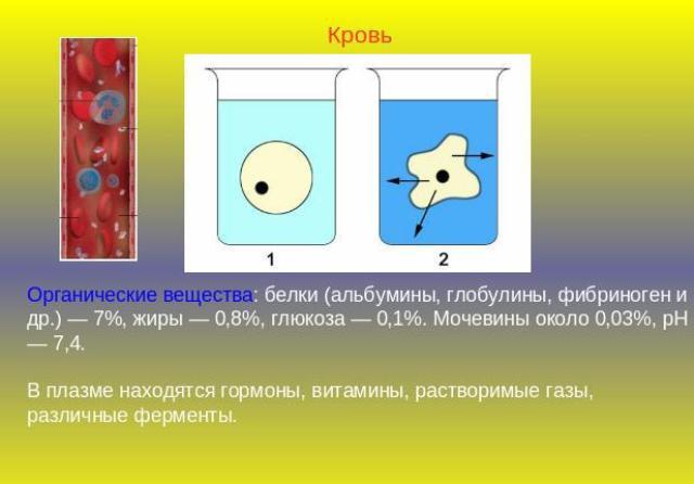 Альбумин в крови: норма, повышен, понижен в биохимическом анализе, как повысить в домашних условиях