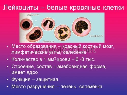 Сегментоядерные нейтрофилы понижены