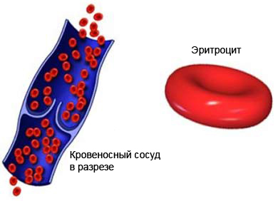 Увеличение распределения эритроцитов по объему. Расчетное распределение ширины эритроцитов