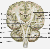 Внутренняя сонная артерия